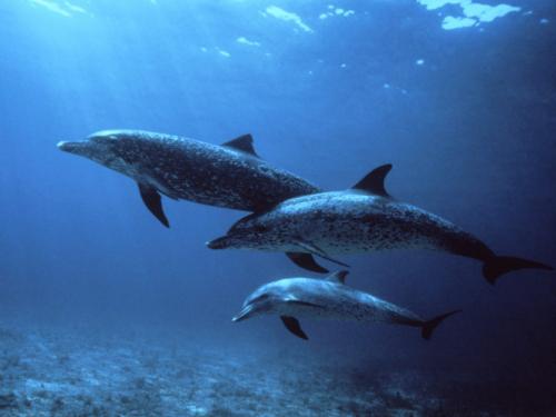 Delfíni pod hladinou